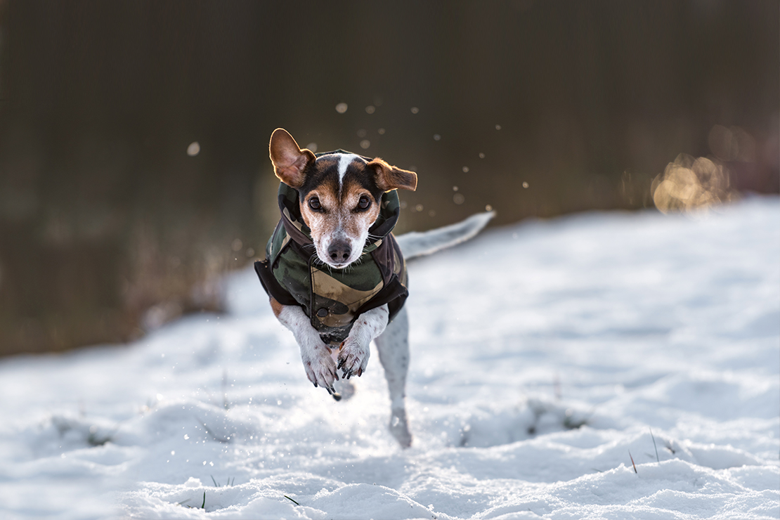 Kis kedvenced is fázhat: öltöztesd fel melegen őt is!