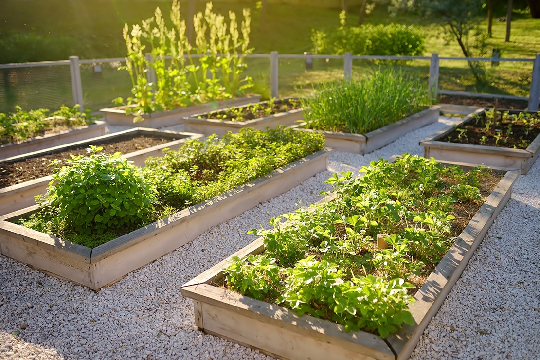 Saját paprika és paradicsom az asztalon? Így kezdj konyhakert építésbe!