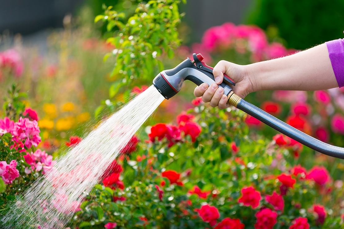 Öntözési praktikák a forró hónapokra