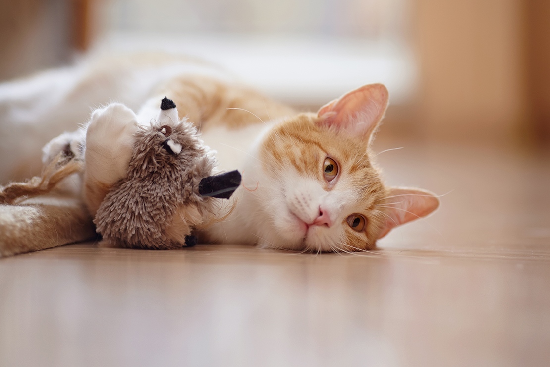 Mivel lepd meg kedvencedet az állatok világnapján?