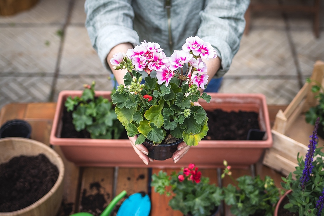 Így teleltesd fagyérzékeny növényeid