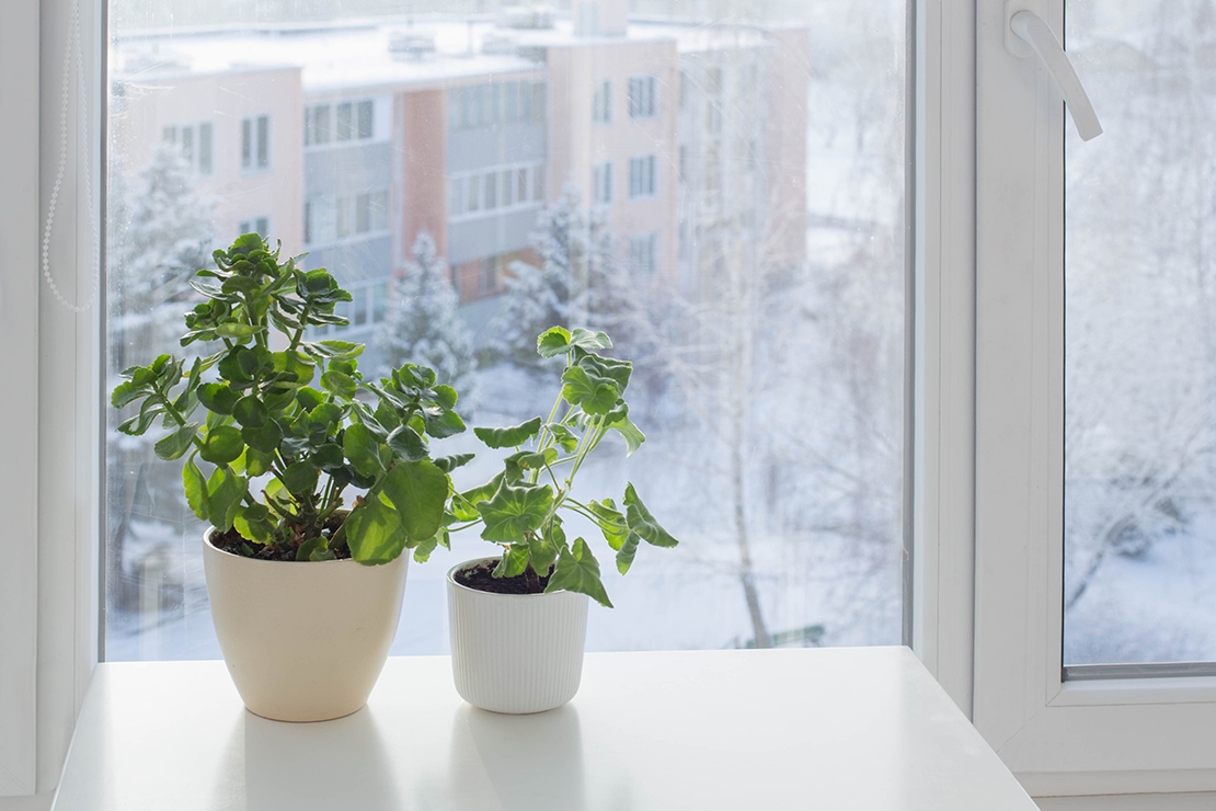 Téli törődés a szobanövényeinknek