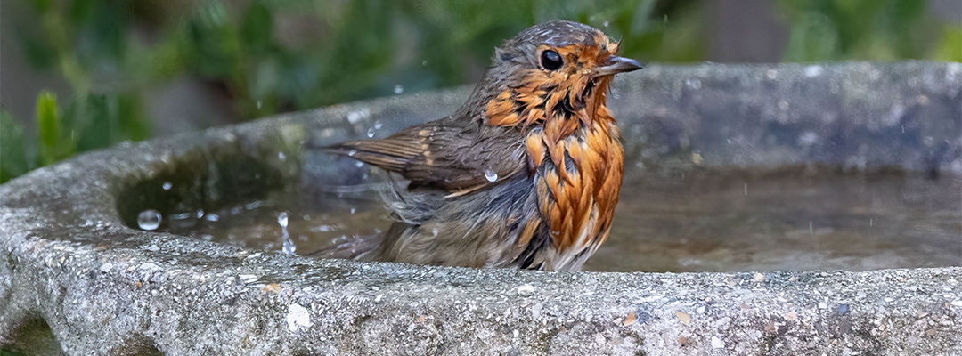 Mit tehetsz a környékeden élő kisállatokért? 